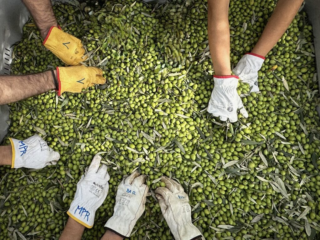 OLYV - NOTRE  SAVOIR FAIRE