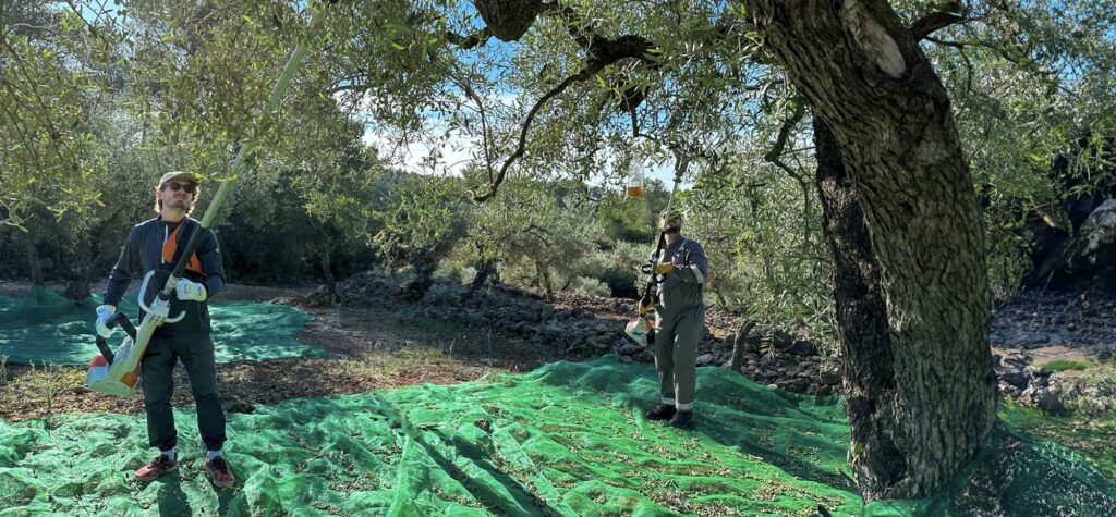 OLYV - NOTRE  SAVOIR FAIRE